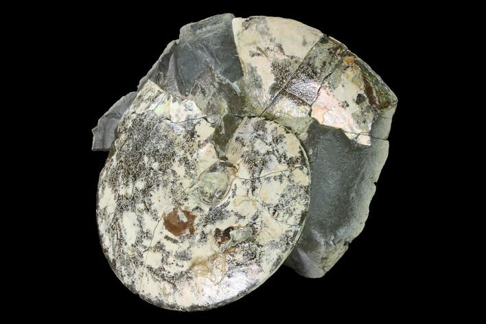 Fossil Ammonite (Sphenodiscus) in Rock - South Dakota #143840